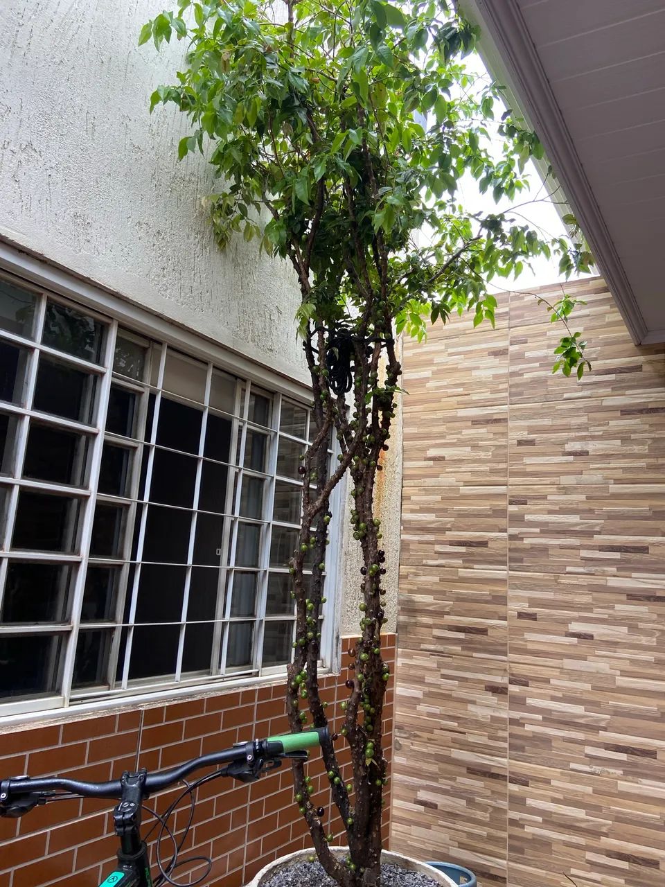Jabuticabeira adulta produzindo - em vaso grande!