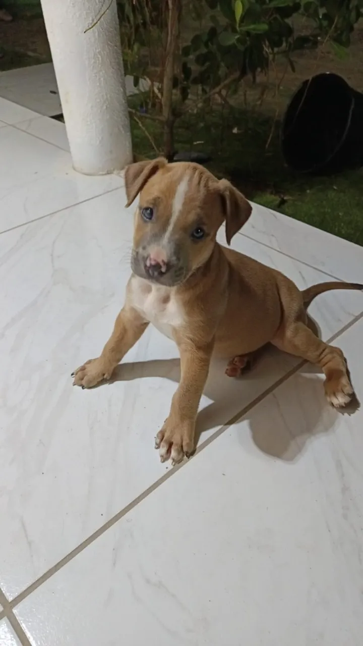 American bully