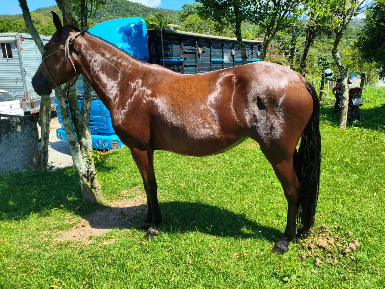 POTRA de marcha Picada  - Foto 5