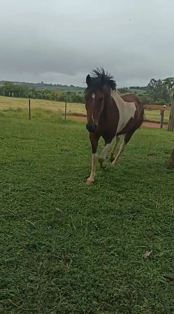 Cavalo (Manso) - Foto 2