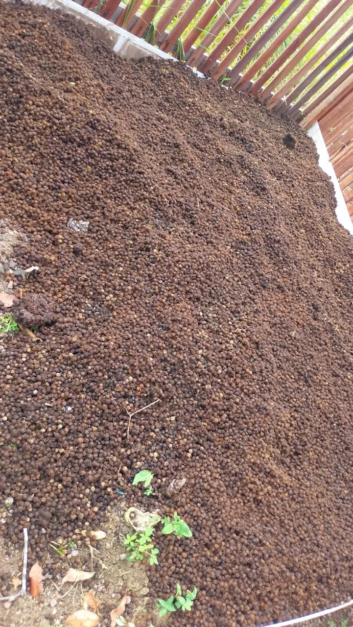 Caroço de açaí, material orgânica para adubar sua planta