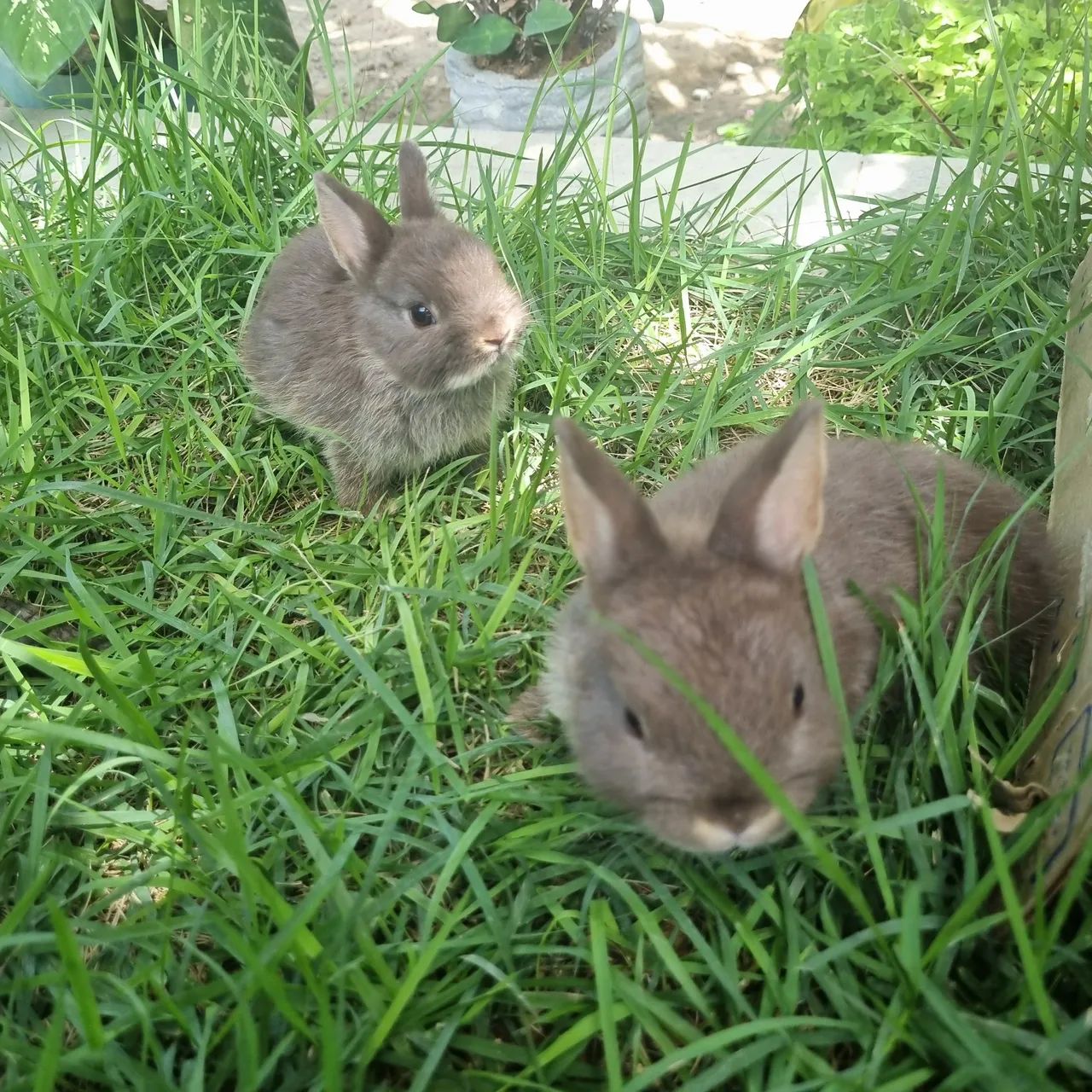 Mini Coelho Netherland Dwarf<br>Raça - Foto 5
