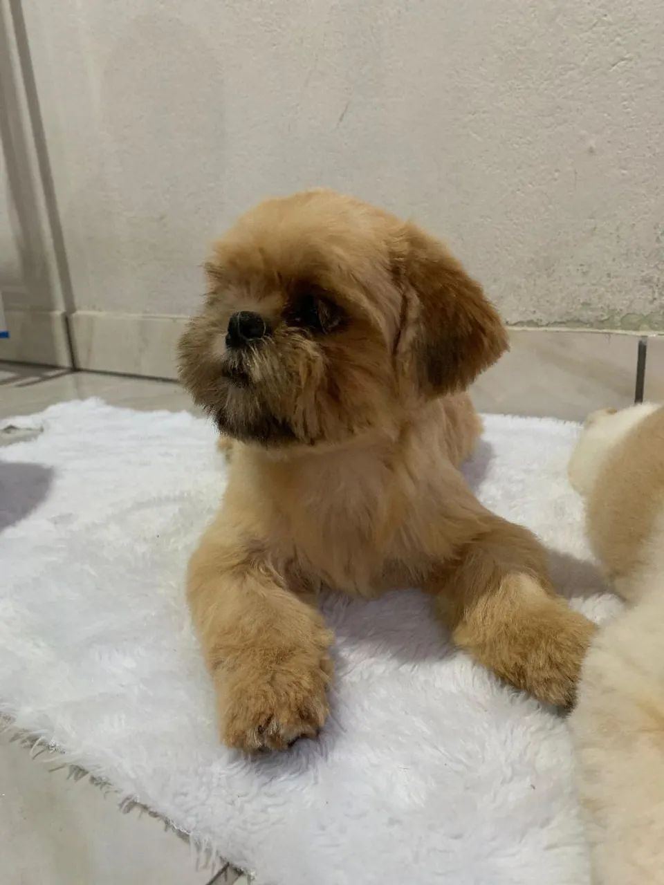 Filhote Shih Tzu lindo - Foto 5