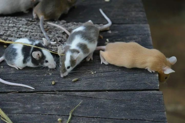 Camundongo e neonato - Foto 5