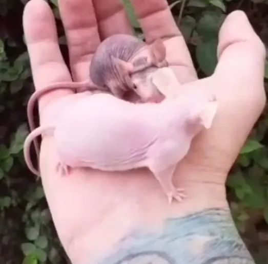 hairlles camundongo (sem pelos)