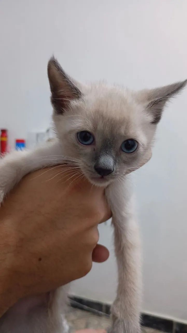 DOA-SE KITTENS64639805592451121