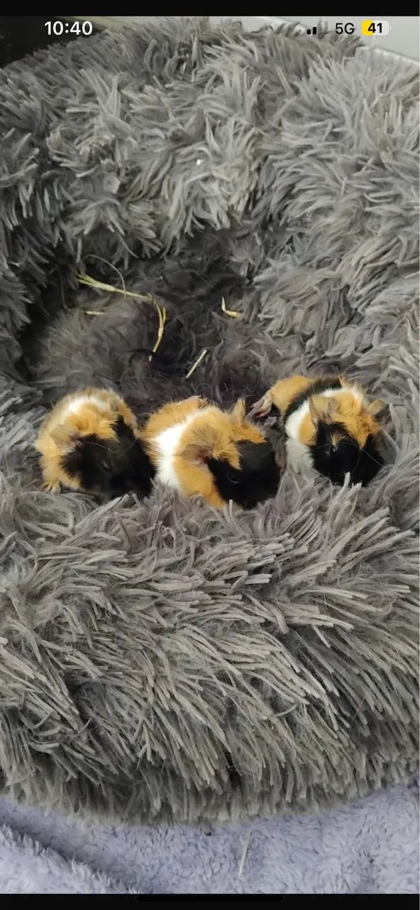 Porquinhos da índia peruanos 64167793863169120