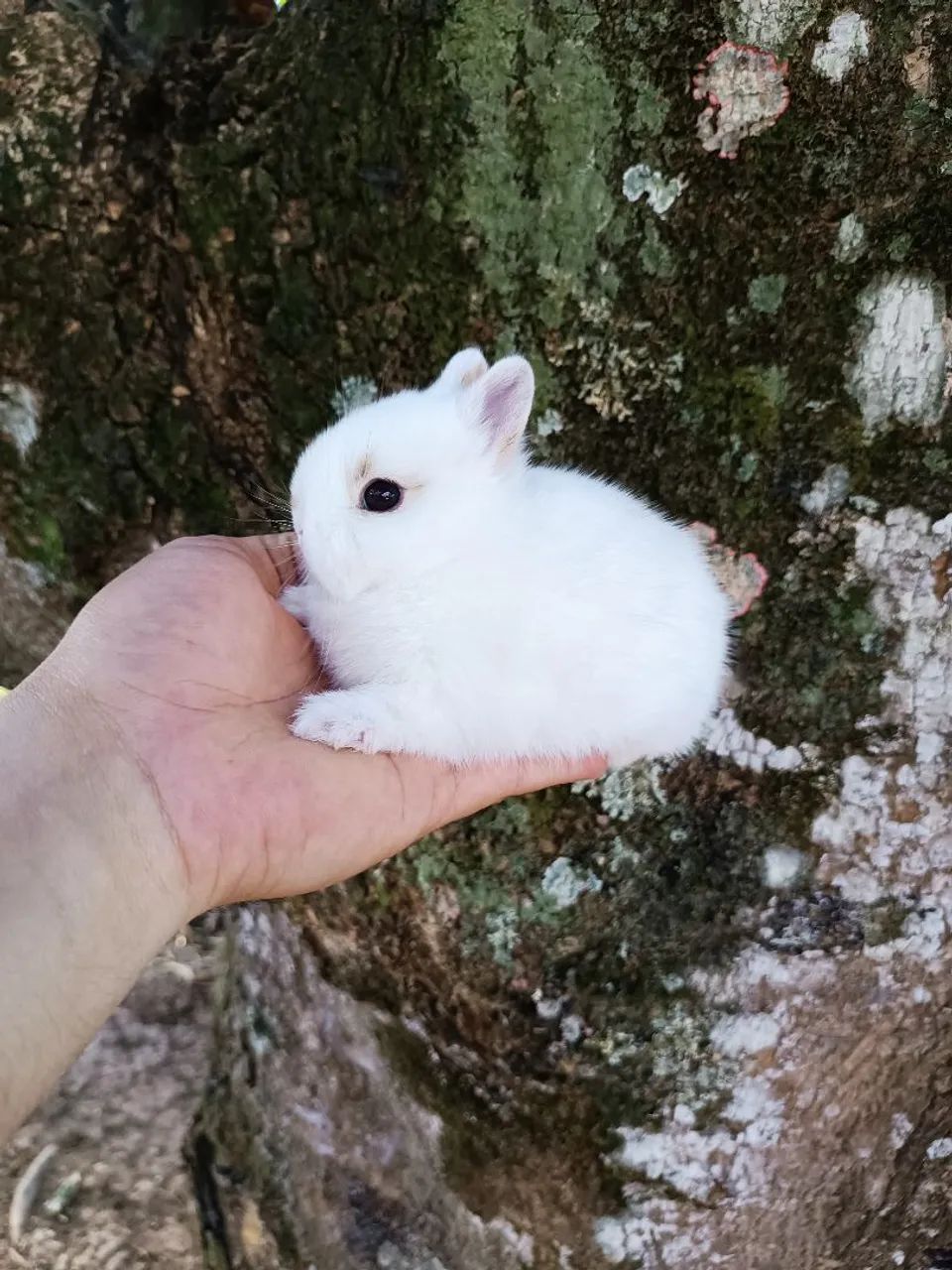 Netherland Dwarf - Coelho Anão - MENOR DO MUNDO - Foto 6