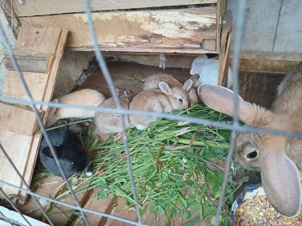 Coelho 64650777924099121