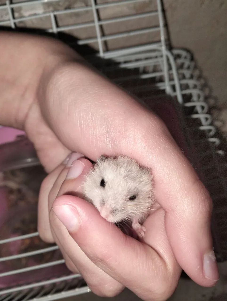 Filhotes de Hamster à Venda - Foto 2