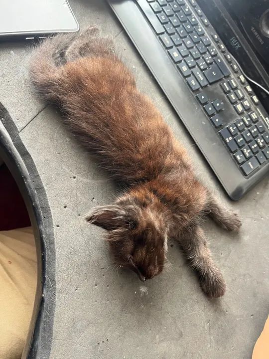 Gato para a doação  - Foto 3