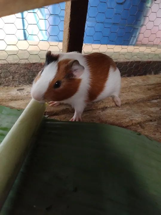 Porquinho macho 30 dias - Foto 2