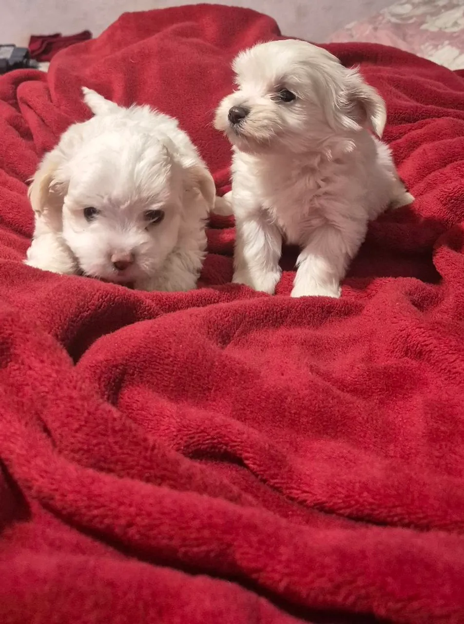 Filhotes Maltês Lindos e Fofinhos