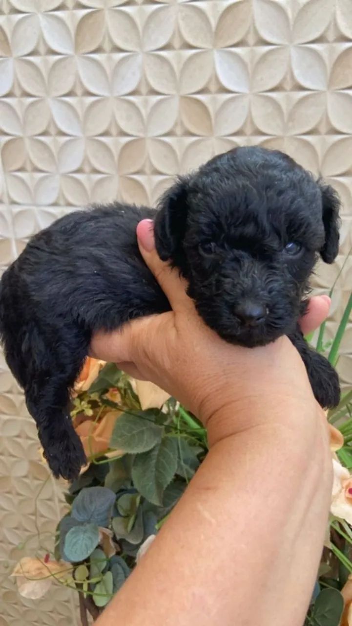 Filhote de poodle, especial para grommer  - Foto 2