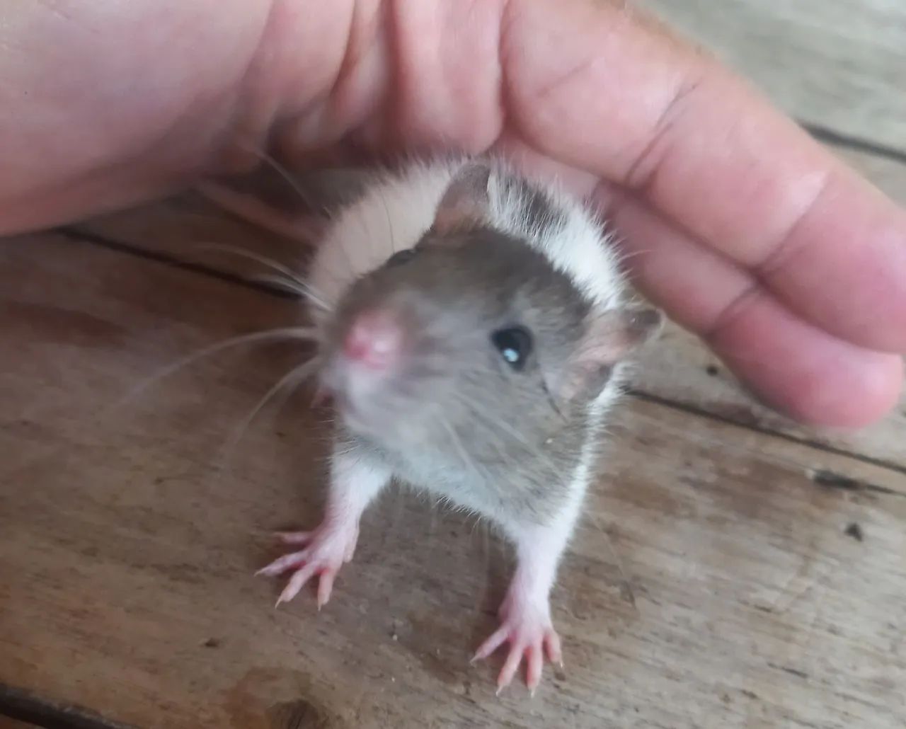 Rato Doméstico Twister - Adorável e Carinhoso