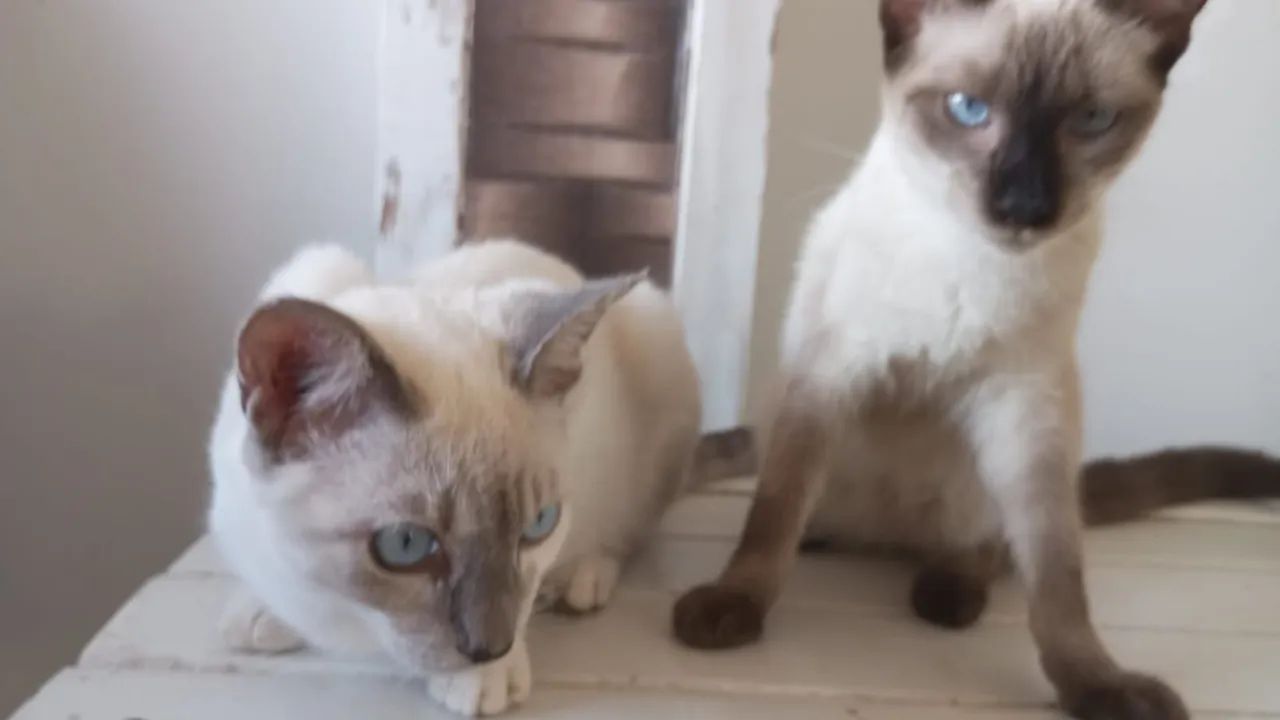 Gato Siamês - Foto 2