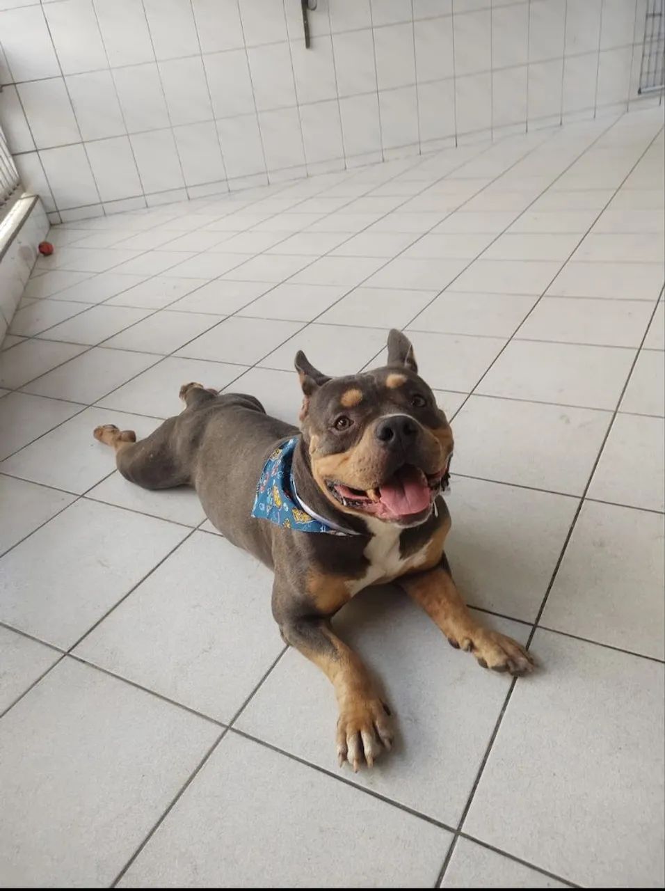 American Bully dócil para adoção