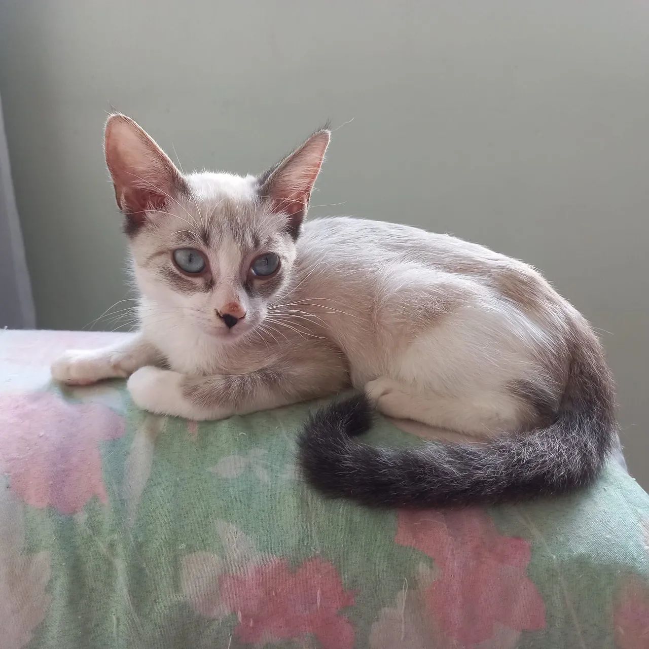 Gatinhos para Adoção responsável  - Foto 3