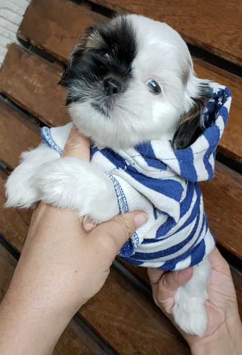 Lhasa Apso Macho Compacto, Forte e Cheio de Energia