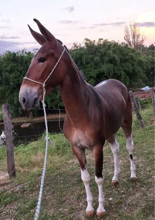 Burro marcha picada  - Foto 5