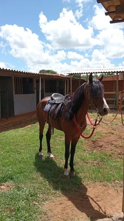 Cavalo mangalarga marchador  - Foto 5