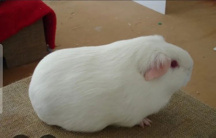 porquinho da india - Foto 2