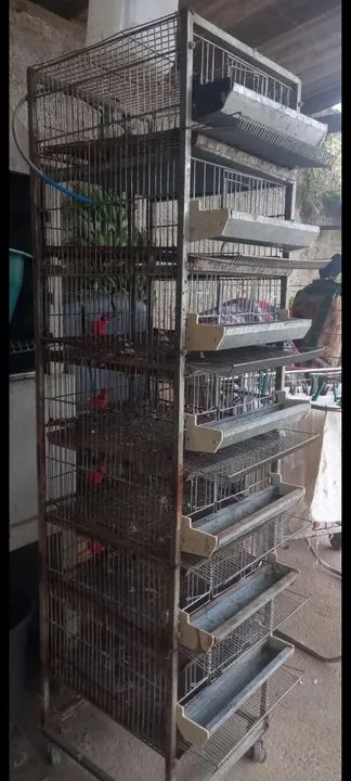 Gaiola pra codornas  - Foto 2