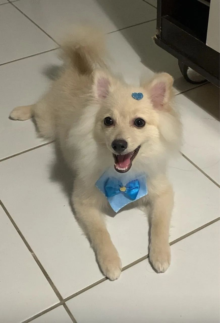 Filhote de Spitz Alemão