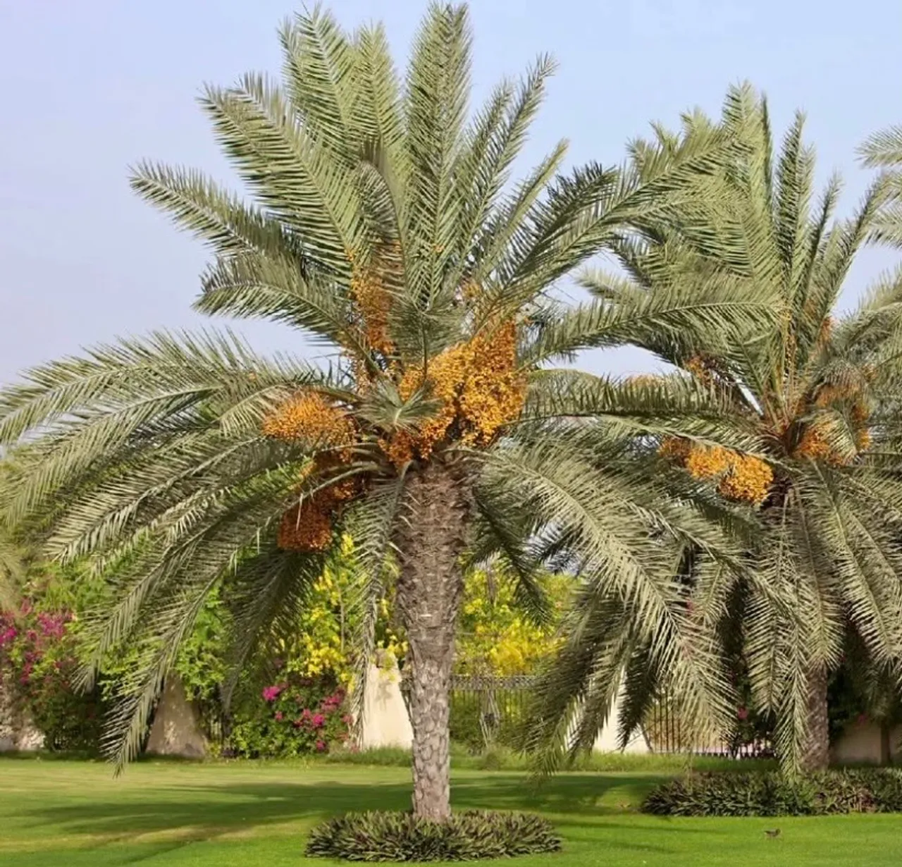 Palmeira Tâmara Dubai - Linda e Imponente!