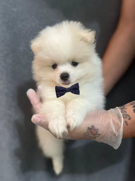 Filhote de Spitz Alemão com linhagem 