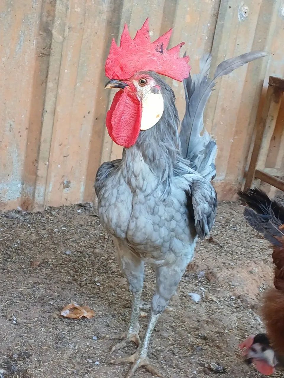 Galinha cara de palhaço azul