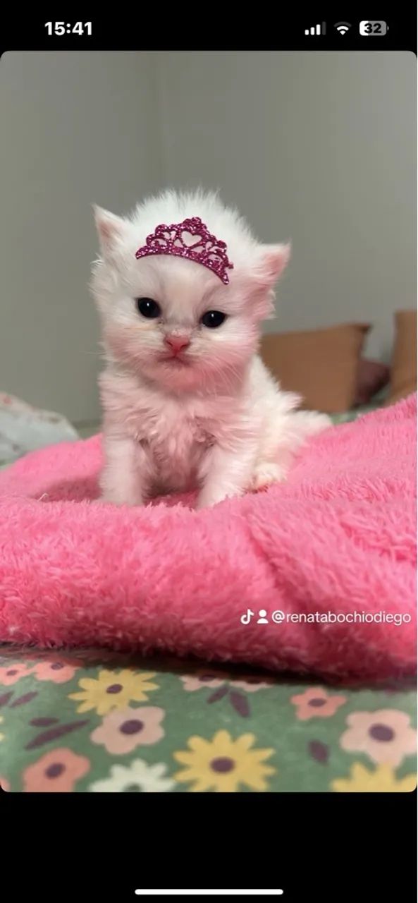 Gatinhos a venda (Persa ) - Foto 3