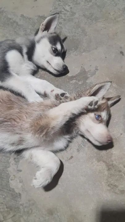 Fêmea Husky Siberiano  - Foto 3