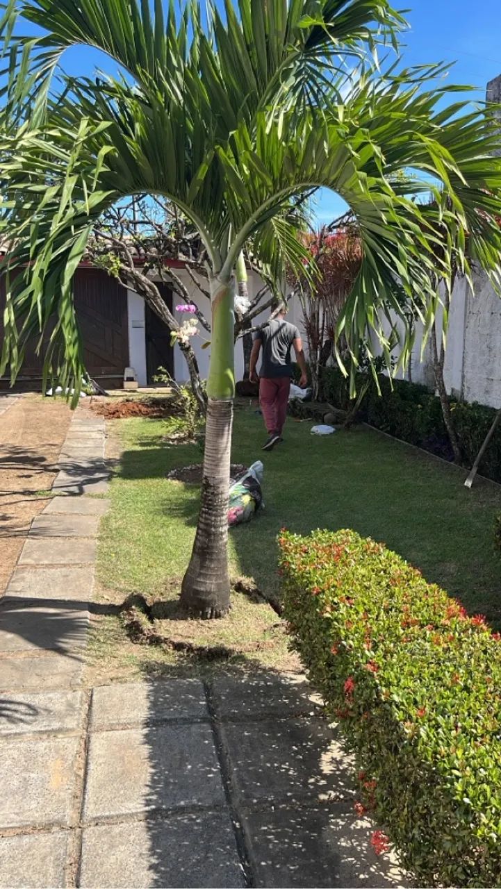 Palmeira Jardim - Foto 2