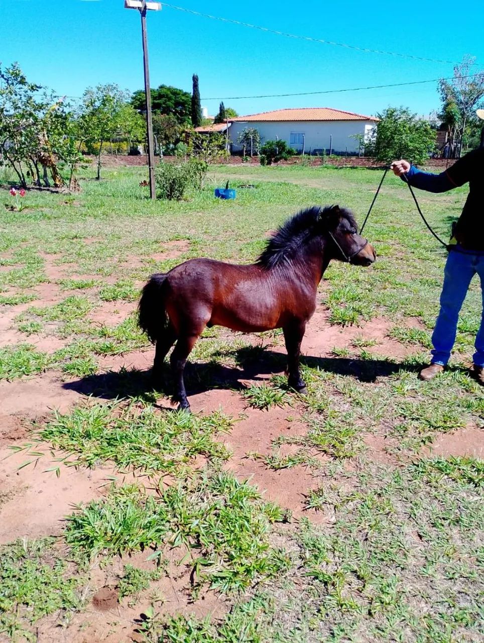 Mini ponei garanhao mansinho - Foto 2