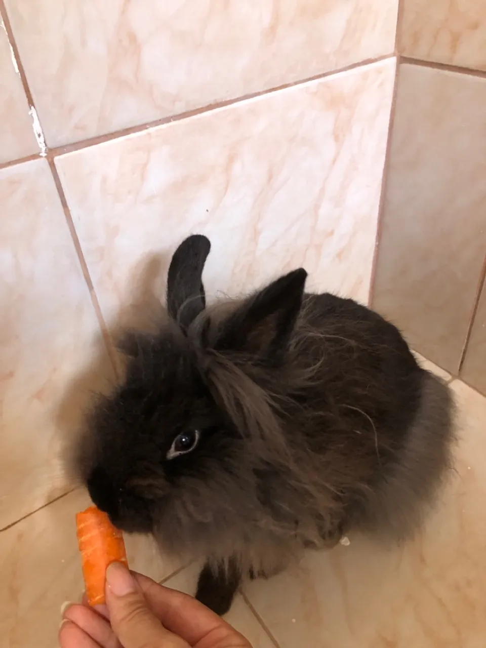 Coelhinho fofinho para adoção