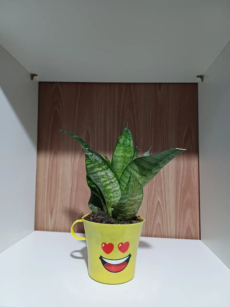 Mini vaso decorativo com planta