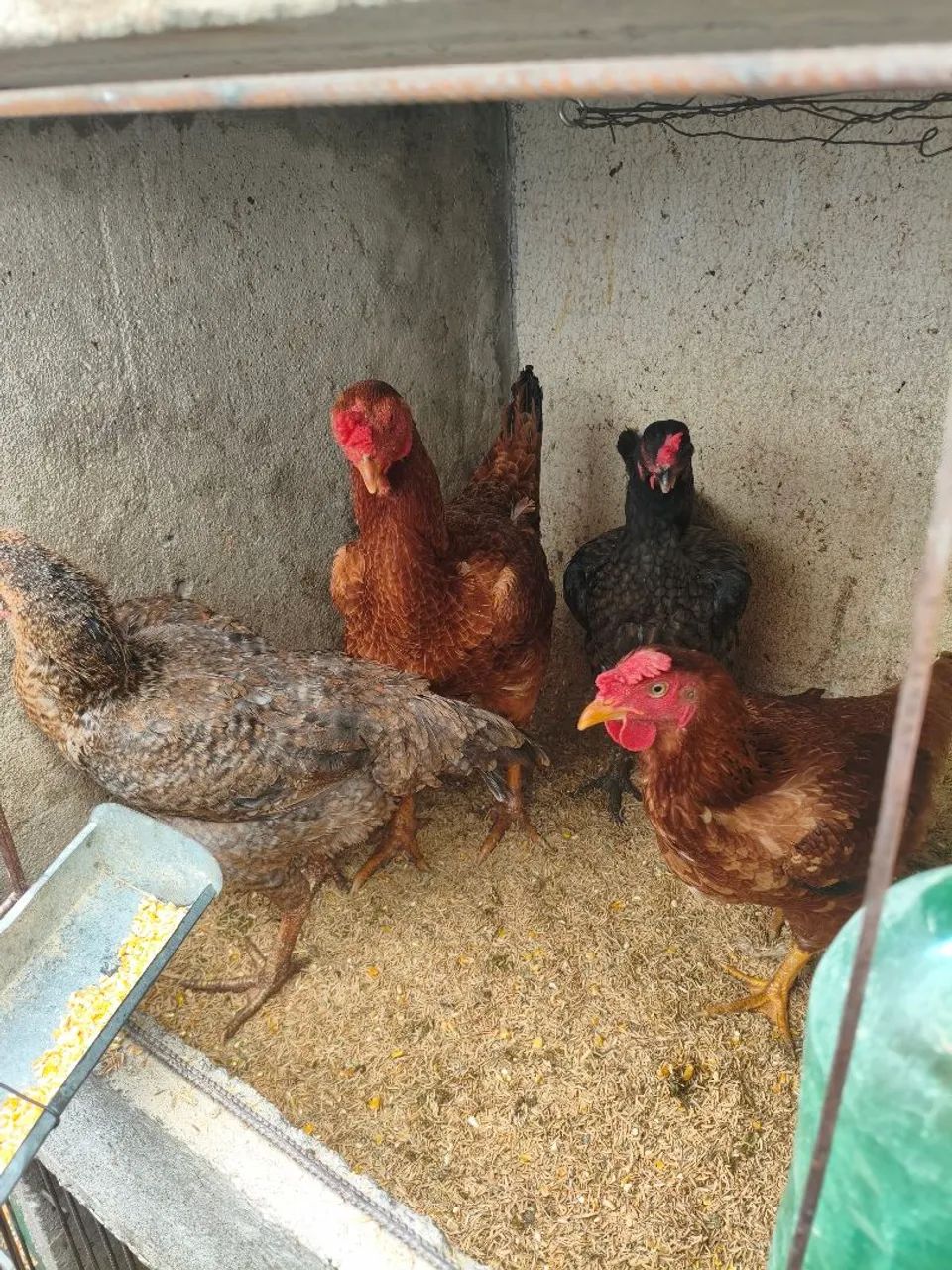 Galo e galinhas caipira 