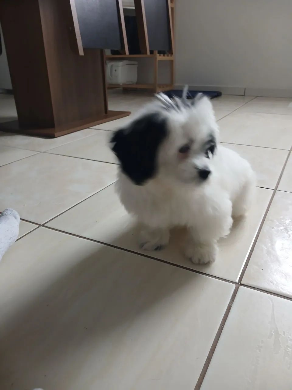 Lhasa apso - Foto 3