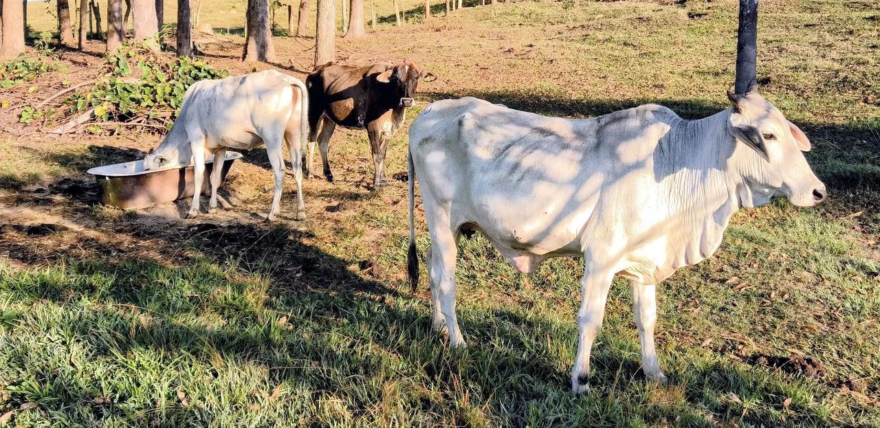 3 Vacas - Foto 4