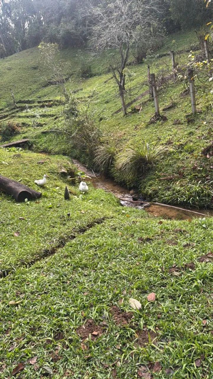 Chacara Bocaiuva do Sul 20 Mill m2.  - Foto 5