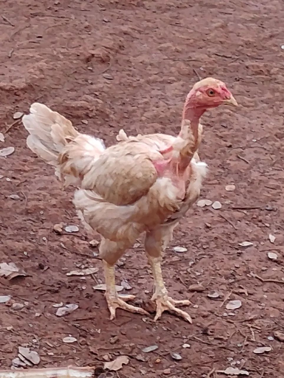 Galinha caipira  - Foto 4