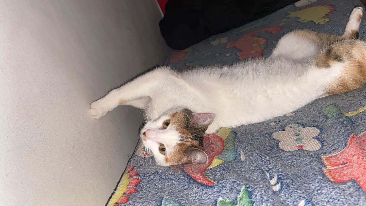 Doação de gata - Foto 2