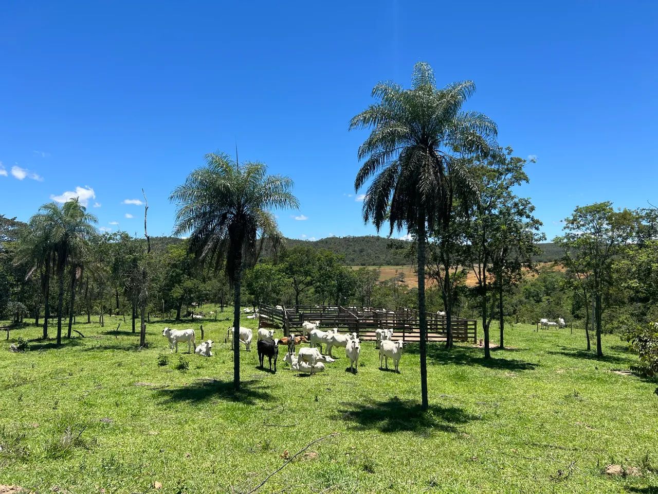 Fazenda Planaltina Go 