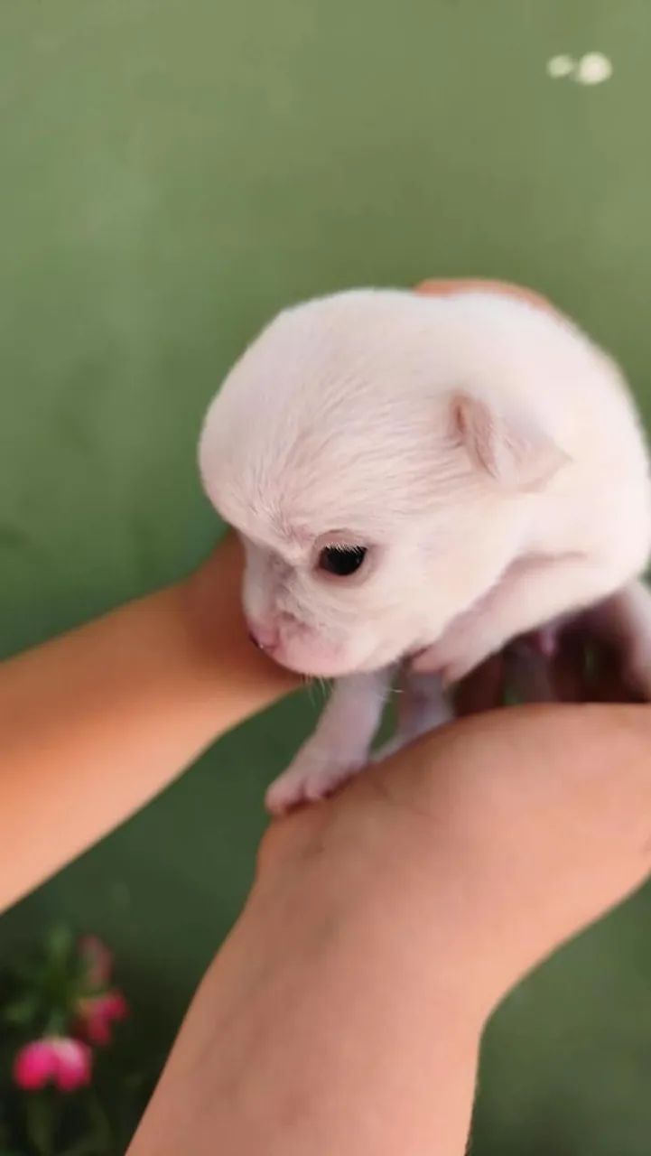 Chihuahua macho para reserva  - Foto 2