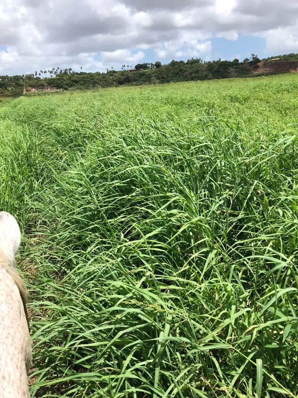Fazenda com 30 hectares no vale de Ceará mirim - Foto 5