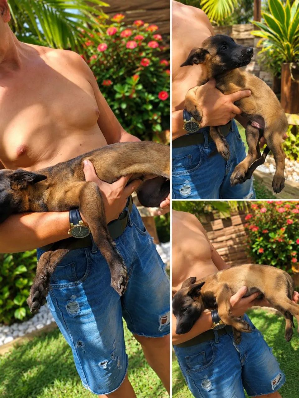 Cachorro 