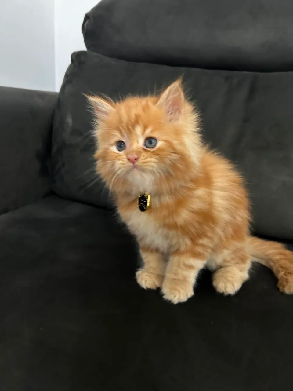 Maine coon macho Red  - Foto 2