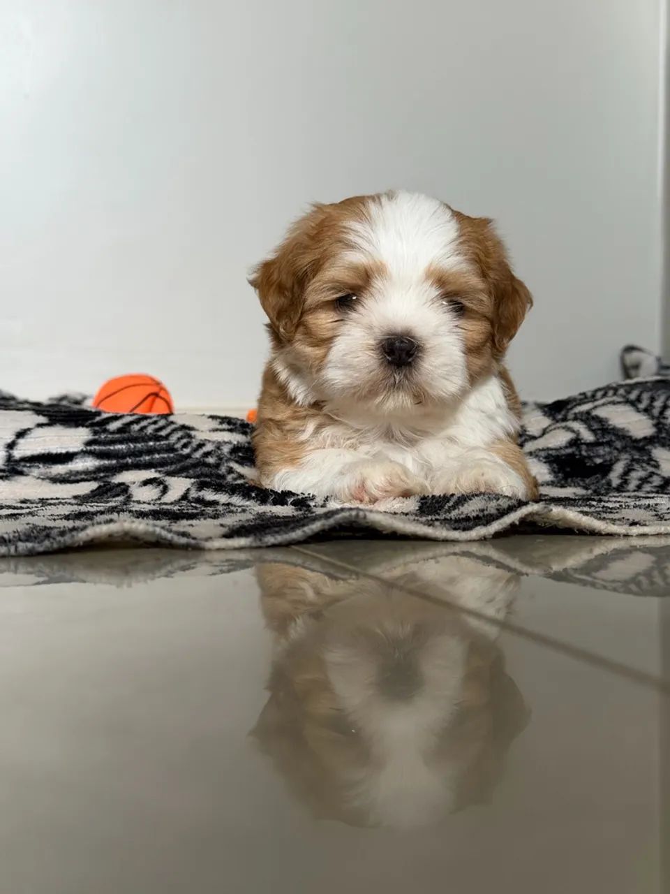Cachorro Shitzu  - Foto 3
