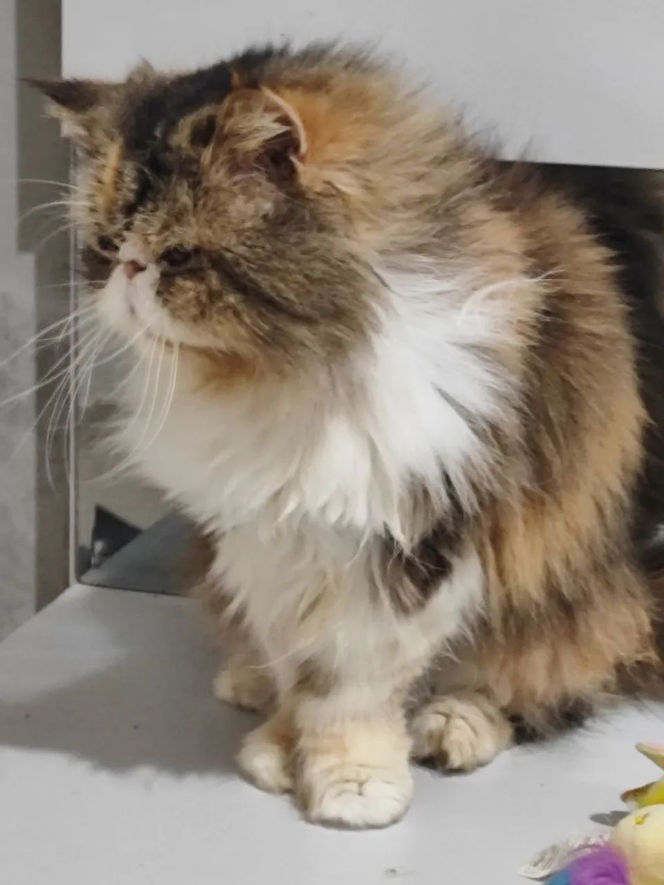 Gata persa  - Foto 4